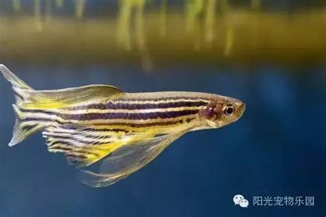 適合養在房間的魚|小型魚缸適合養的十種魚